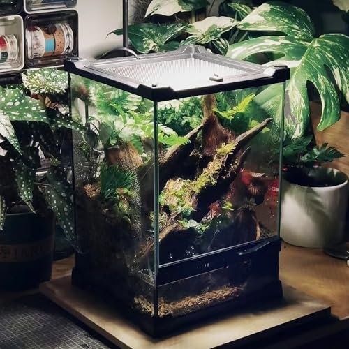 Woyrise Reptile Glass Terrarium Tank 8\"x8\"x12\", Front & Top Opening Door Full View Visually Appealing Mini Reptile or Amphibians Habitat, Stackable Vertical Enclousure for Small Reptiles - Thumbnail 6