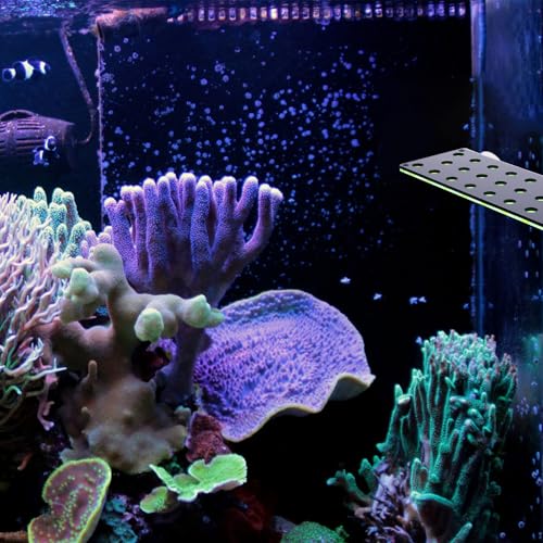 Support pour boutures de corail d'aquarium en acrylique stable 23 trous - 6