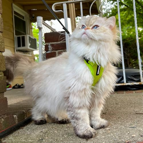 Image of Voyager Escape-Proof Step-in Lock Cat Harness & 5ft Neoprene-Handle Leash Set All-Weather Mesh with Reflective Stitching for Small to Large Cats by Best Pet Supplies, Lime Green, S