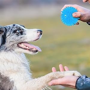 16-Pack-Squeaky-Dog-Balls-25-Spiky-Dog-Ball-Toys-TPR-Rubber-Balls-Squeaky-Spike-Chew-Ball-for-Teething-Interactive-Fetch-Toys-for-Small-Medium-Dogs-Puppy-Pet-Blue - Cucciolini Doodles   16-Pack-Squeaky-Dog-Balls-25-Spiky-Dog-Ball-Toys-TPR-Rubber-Balls-Squeaky-Spike-Chew-Ball-for-Teething-Interactive-Fetch-Toys-for-Small-Medium-Dogs-Puppy-Pet-Blue