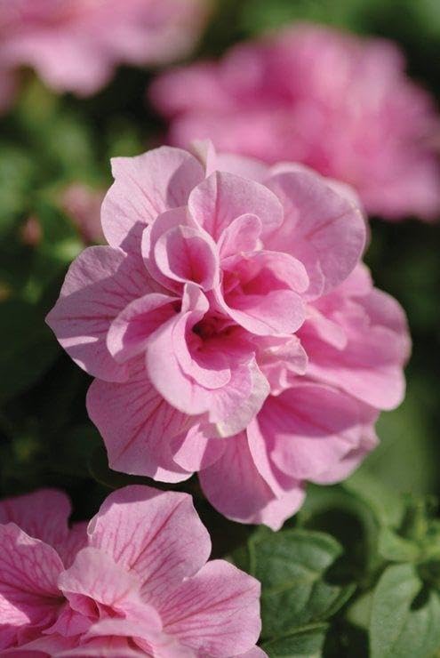 Ritz Farming® Petunia flower seeds | Petunia dull pink flower seeds for Home pots | all Season Flowering seeds for Home And Gardening pack of 70-80 seeds (B0CC524QXJ) Amazon Price History, Amazon Price Tracker