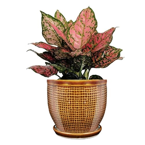 Image of Plant Pot with Tray /Plate for Small Plants, Bonsai, Succulents, Cactus | Planter for Living Room (Brown, 1 Flower Pot Ceramic)(5 inches Pot for Home Decoration)