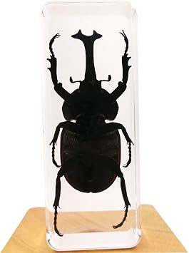 Insect Specimen Resin Paperweight Library Display Birthday Gift Uncorn Beetle