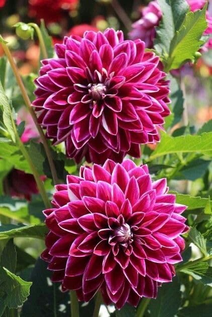 Image of SVG Imported Dahlia Flower Bulbs for Your Home and Gardening Pack of 2 Bulbs (strip pink)