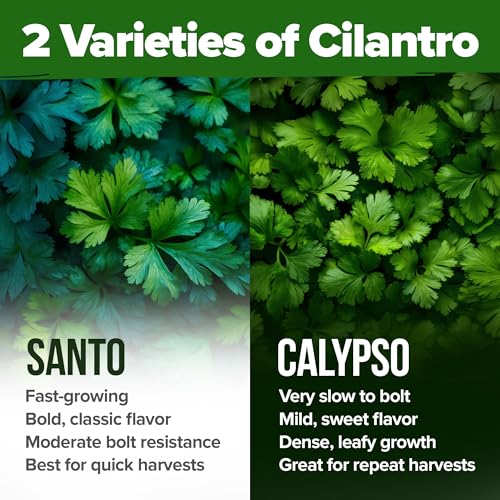 Image of HOME GROWN Cilantro Seeds 250 Calypso & 250 Santo Cilantro for Planting Indoors, Hydroponics or Aerogarden - Heirloom, Non-GMO, Santo Plant, for Your Indoor Herb Garden (Coriandrum sativum)