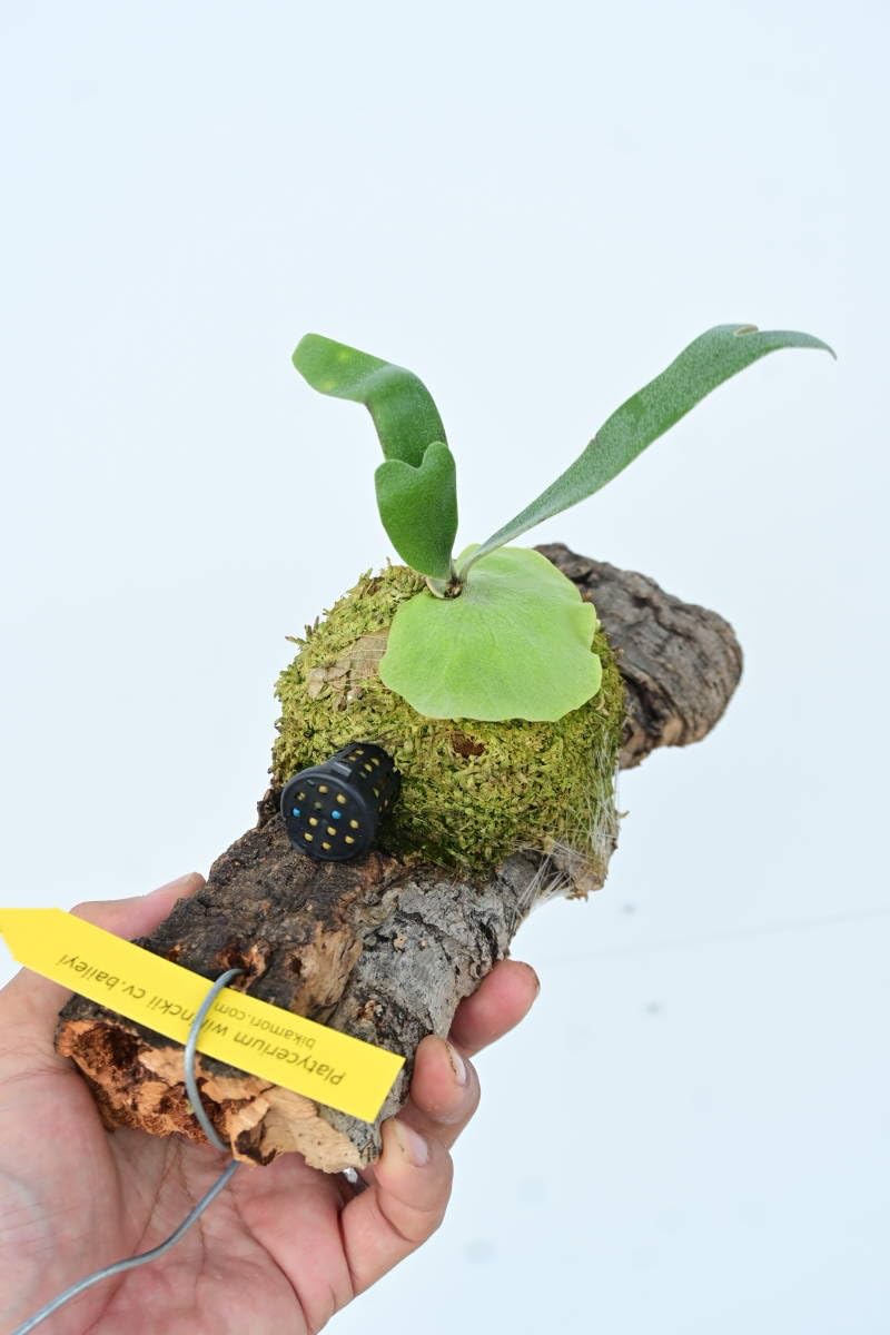 Amazon.co.jp: P.willinckii cv.baileyi (P.willinckii Dwarf) 1株限定