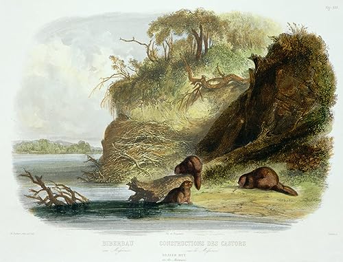 Poster Cabane de castor dans le Missouri par Karl Bodmer sans cadre 58x90 cm