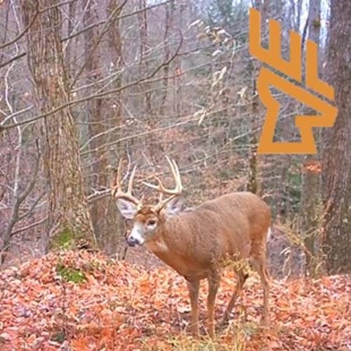 EP197 Where Deer Bed, Morning Hunts in Bedding Areas, Landscape Design Podcast Por arte de portada