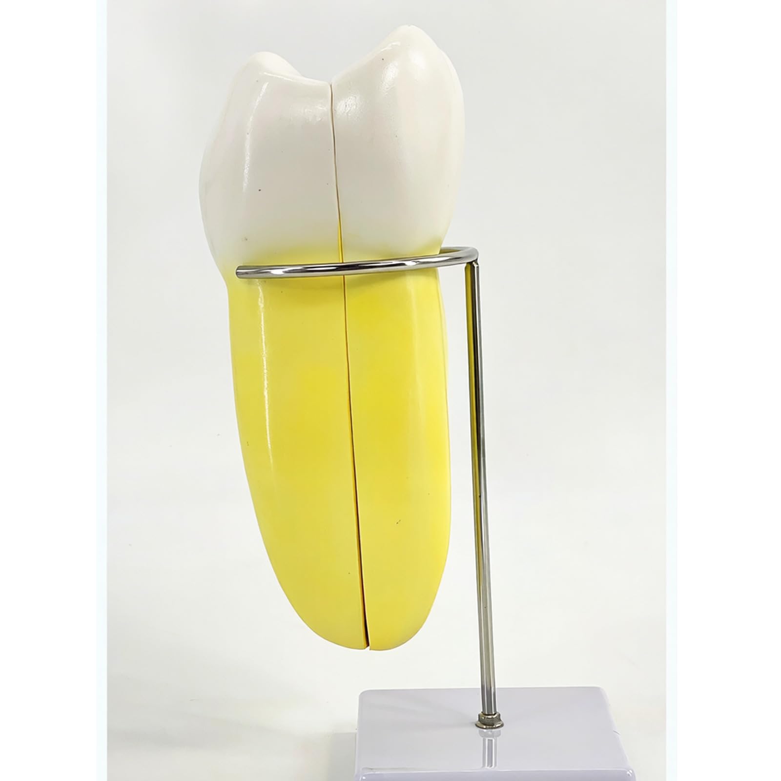 Modello dimostrativo accurato anatomia dei denti Insegnamento molare umano Ideale per l ' insegnamento e l ' apprendimento degli studenti Uso della formazione odontoiatrica