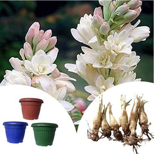 Rajnigandha Double Flowering Bulbs 75Pcs +3 Pcs Plant Containers
