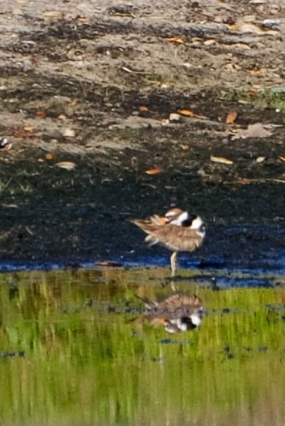 Excellent camera at a reasonable price