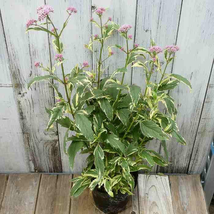 Amazon | フジバカマ 苗 斑入り 藤袴 4号 山野草 宿根草 241001 | 花