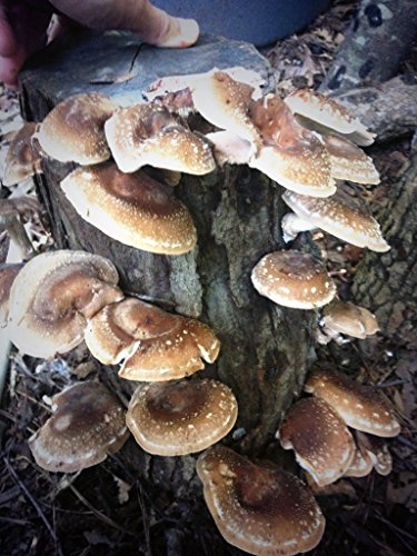 Shiitake Mushroom Log 12" Shiitake Log Mushrooms For Years #TOP2