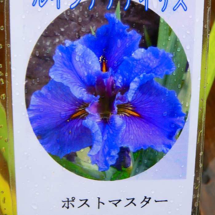 Amazon | アヤメ 苗 ルイジアナアイリス ポストマスター 山野草 4.5号