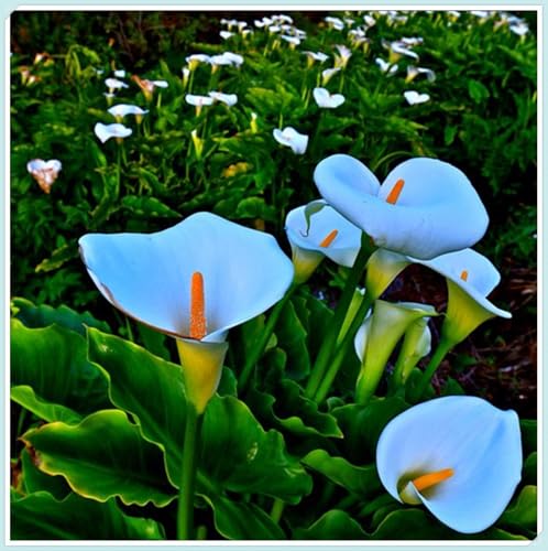 Bulbos de Cala-Fácil de cultivar. En maceta.,Otoño o primavera Excelente para plantar en interiores o exteriores.-10 bulbos-C