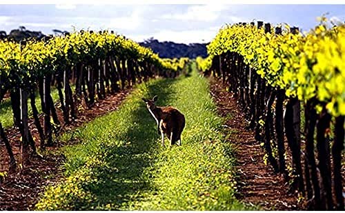 Barokes プレミアム・バブリー シャルドネ 缶ワイン 250ml×26本