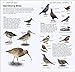 Rspb Whats That Bird