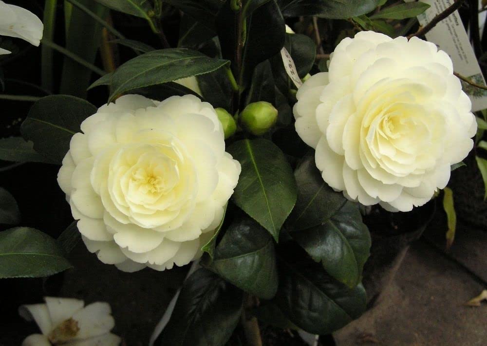 Buy Camellia Japonica Plant 'Golden Anniversary' Evergreen Shrub in 13