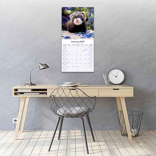 Ferrets 2027 Calendar | Square Wall Calendar | Animal Gift | Plastic Free Packaging | by Avonside Publishing – vue 4
