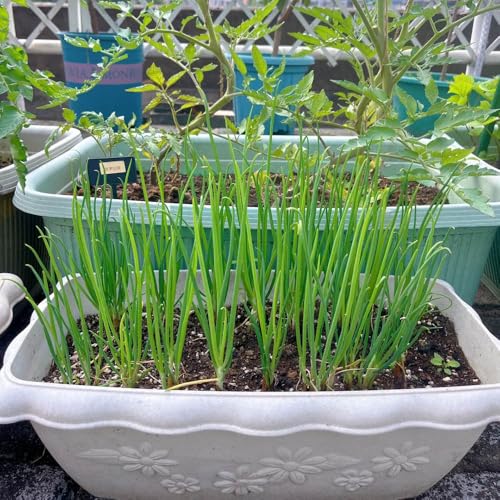 semi di cipollina resistente - letto giardino interno cucina roccioso 400pcs