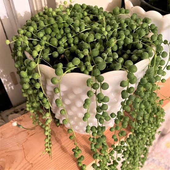 Ohhplanters Live String of Pearls Succulent Plant, Indoor Outdoor Hanging Plant, Trailing Vines In Pot