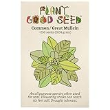 Great / Common Mullein Seeds (Verbascum thapsus) Seeds - Pack of 250, Non-GMO, Open Pollinated, Untreated Herb Seeds for Planting – from USA