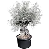 Sunny Tree   Olea Europea   Olivier rustique à feuilles persistantes Bonsai   250 centimètres avec pot   120 ans   A+