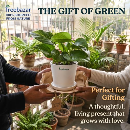 Image of Treebazar Live Money Plant Golden Pothos