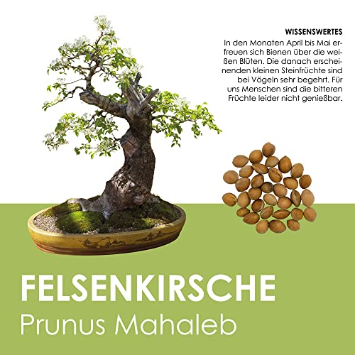 Einzigartige Bonsai Samen mit hoher Keimrate - Pflanzen Samen Set für deinen eigenen Bonsai Baum (1x Felsenkirsche)