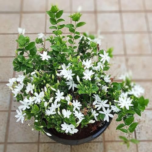 Image of Live Chameli Bel Plant with Pot | Fragrant Jasmine Climbing Vine | Outdoor Flowering Creeper Plant for Home Garden Balcony Terrace