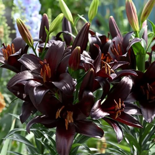 bulbos de lirio perennes resistentes - interior jardín 2pcs