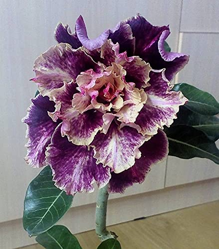8 Purple and Cream Desert Rose Seeds Adenium Obesum Exotic Tropical Flower Seed Flowers Bloom