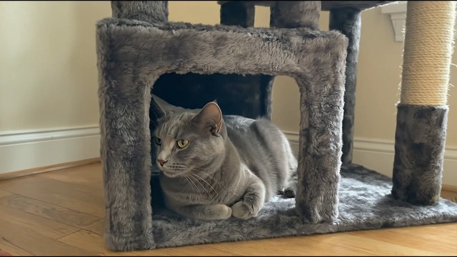Globlazer Kattenboom Gotisch Zwart Rood XXL, Luxe Kattenboom Grote Hoog