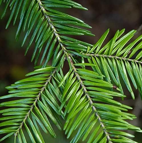 Marca  World of Fir, Pine, Spruce Tree Seeds for Bonsai, Hobby, Landscape, EZ-PAC You Choose Color (Balsam Fir - 0.25 oz)