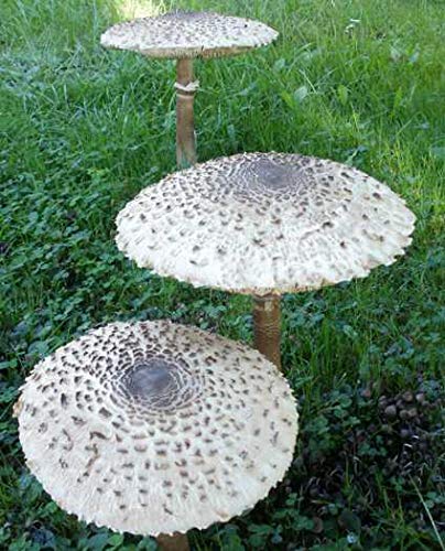 BIO Parasol Gartenkultur - Pilze selber züchten