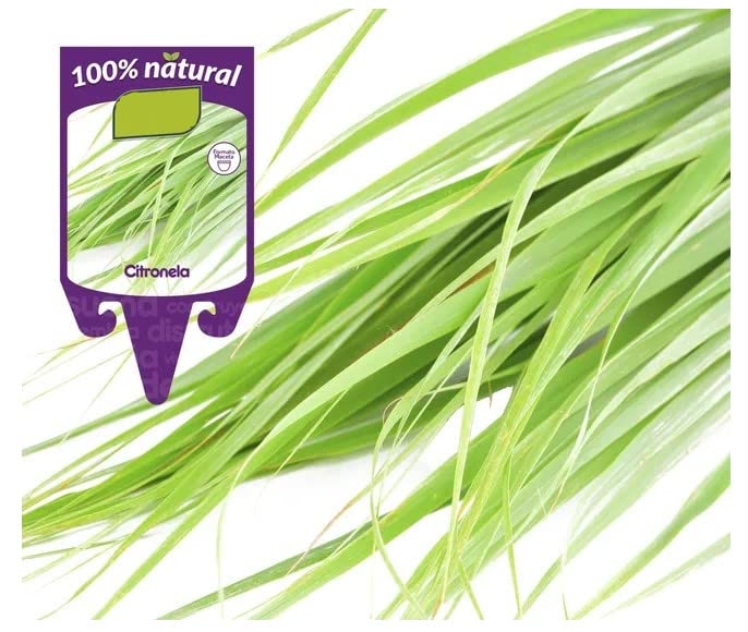 Ponderosa Lot De 15 Graines D'agrumes Et De Citrons Nains