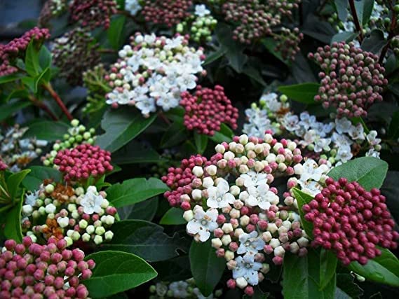 Meredith Nurseries Viburnum Tinus Eve Evergreen Hardy Shrub Garden Plant 9cm Pots (1)