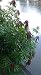 Artistic Solutions 25 Fresh Mango Leaves Leaf for Tea From Organic Trees Includes Recipe