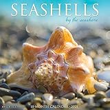 Sea Shells 2020 Wall Calendar