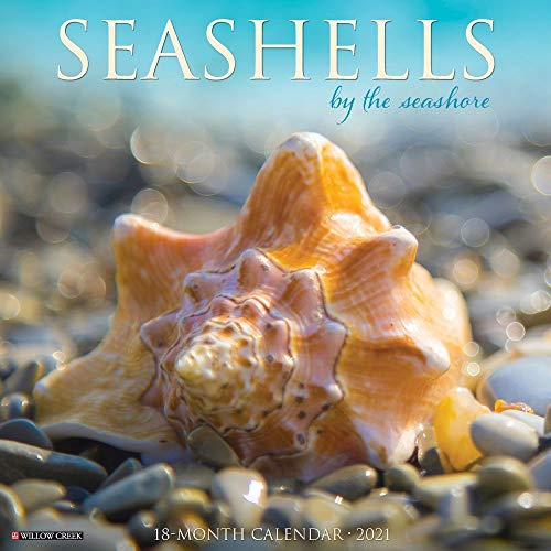Sea Shells 2020 Wall Calendar
