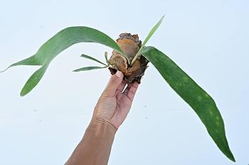 Amazon.co.jp: P.oramo (P.veitchii x P.bifurcatum) @bikamori.com Amazon.co.jp: P.oramo (P.veitchii x P.bifurcatum) @bikamori.com