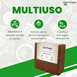 PLANTAWA B0B4BQTJK1 lato 2