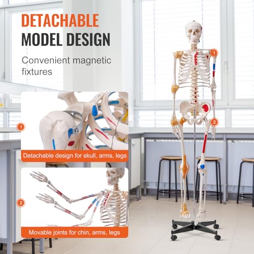 Image of VEVOR Human Skeleton Model for Anatomy, 71.65 inch Life Size, Accurate PVC Anatomy Skeleton Model with Ligaments, Movable Arms, Legs & Jaw, with Muscle Origin & Insertion Points, for Professional Teaching