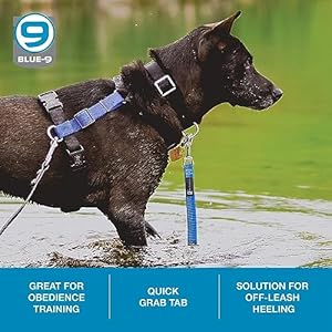 Blue9 Reflective Dog Training Leash 9 Inch Tab Lead with 3m Reflective Stitching for Obedience Recall and Agility Training Made in the Usa Blue  Cucciolini Doodles Blue 9 reflective dog training leash 9 inch tab lead with 3m reflective stitching for obedience recall and agility training made in the usa blue   cucciolini doodles