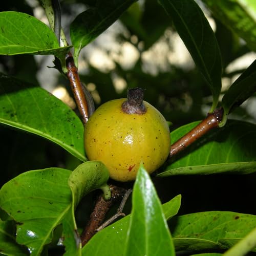 Genérico, Muda de Marmelo do Cerrado 20 a 40cm AMK - Plantas Online