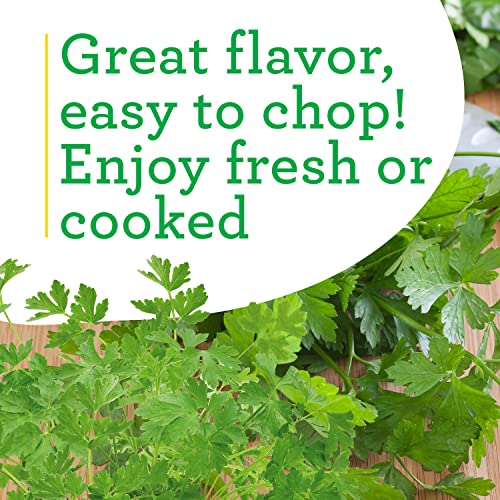 Bonnie Plants Flat Italian Parsley Live Herb Plants - 4 Pack, Biennial, Non-GMO, Garnish, Seasoning, Salads, Palate Cleanser - Thumbnail 4