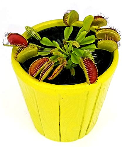 POWERS TO FLOWERS - DIONAEA MUSCIPULA IN VASO CERAMICA VERDE CHIARO, pianta vera