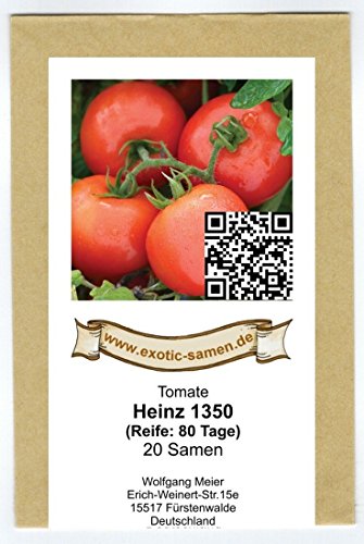Strauchtomate - Heinz 1350 - platzfest - hervorragend für kühles Klima - krankheitsresistent - mittelfrüh - 20 Samen - Image 3