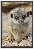 Pixxprint Erdmännchen zwischen Steinen Leinwandbild 60x40 