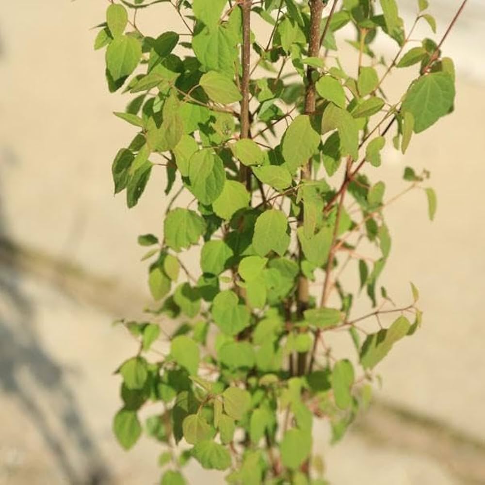 カツラ(桂)本株立3.7M(鉢底から) カツラ(桂)本株立3.7M(鉢底から) カツラ(桂)本株立3.7M(鉢底から) カツラ(桂)本株立3.7M(鉢底から)